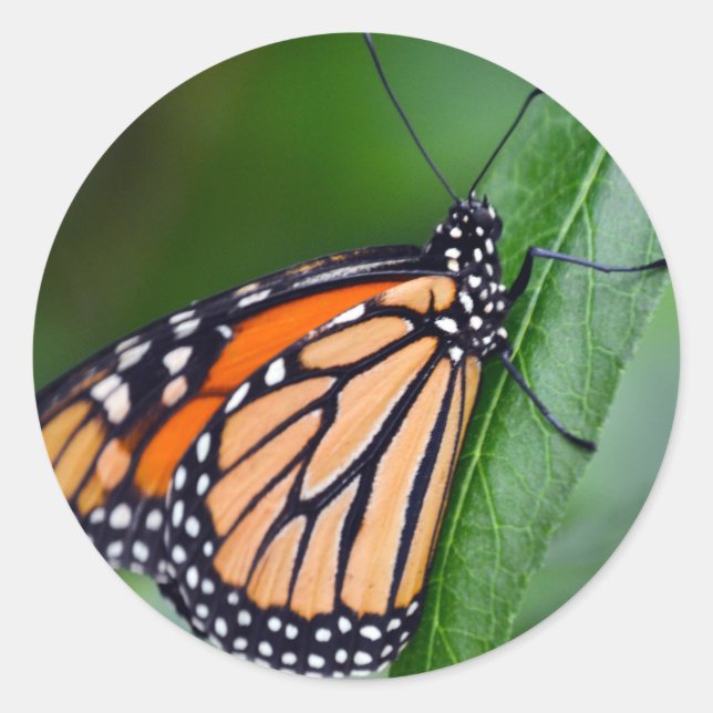 Monarch Sticker Runt Klistermärke (Framsida)
