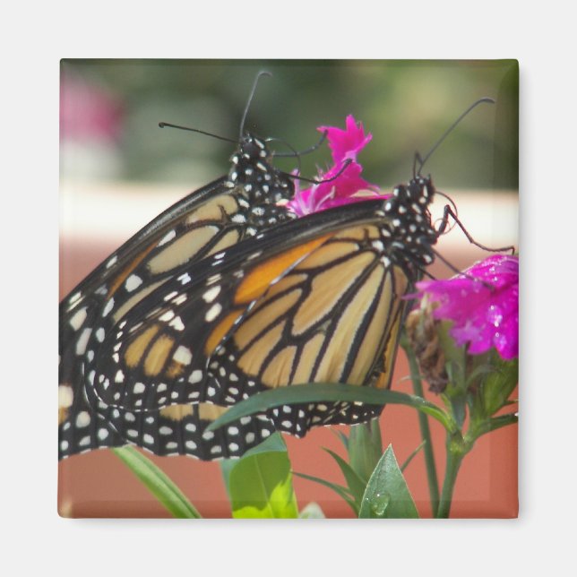 Monarch-Twillingar #1-magnet Magnet (Framsidan)