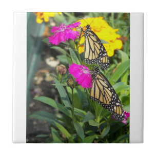 Monarch-Twillingar #2 Kakelplatta