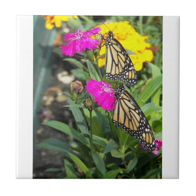 Monarch-Twillingar #2 Kakelplatta (Framsidan)