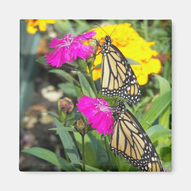 Monarch-Twillingar #2-magnet Magnet (Framsidan)