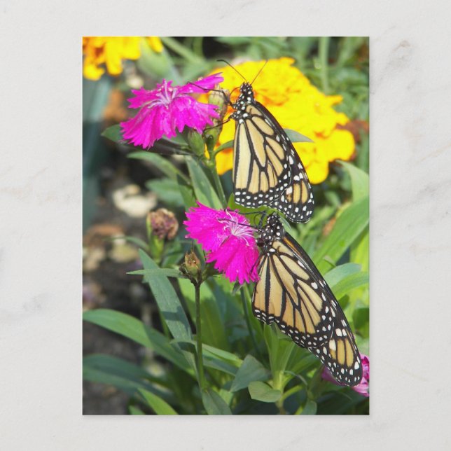 Monarch-Twillingar #2-vykort Vykort (Framsida)