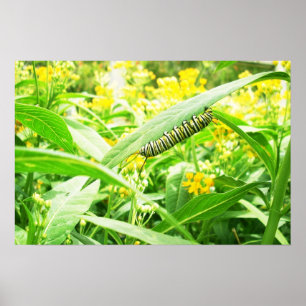 Monarch-vattenpelare matande på mjölkgräs poster