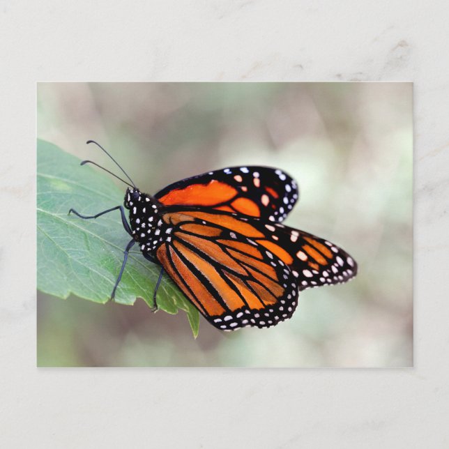 Monarch-viloläge Vykort (Framsida)