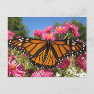 Monarch Vinge - Butterfly Vykort