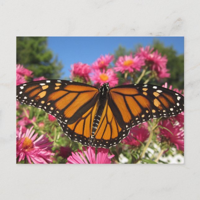Monarch Vinge - Butterfly Vykort (Framsida)