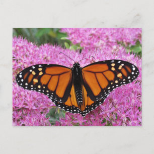 Monarch Vinge on Rosa - Butterfly Vykort