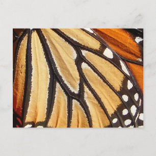 Monarch Vinge ~ vykort