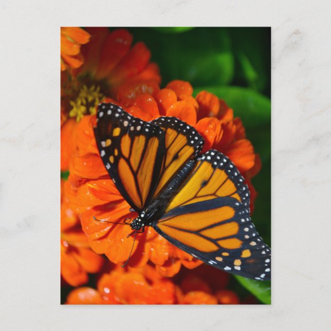 Monarch Vykort (Framsida)