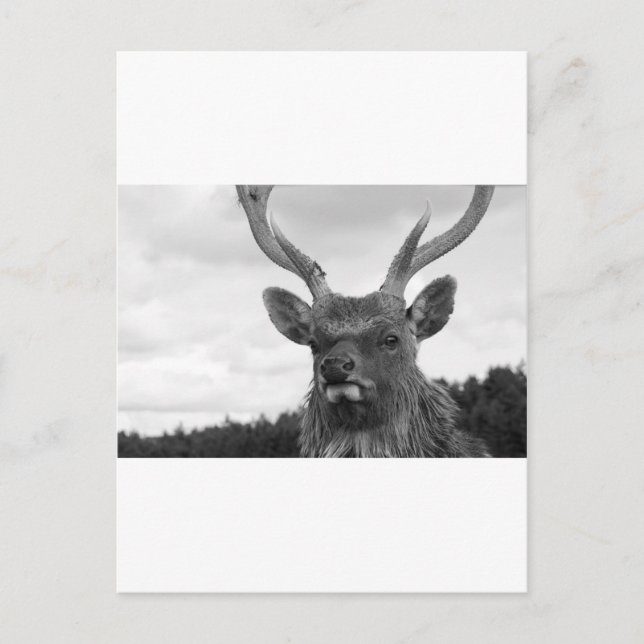 Monarch Vykort (Framsida)