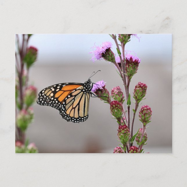 Monarch Vykort (Framsida)