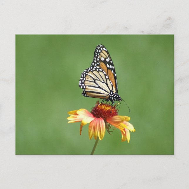 Monarch-vykort Vykort (Framsida)