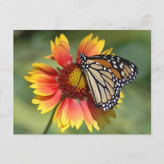 Monarch-vykort Vykort (Framsida)