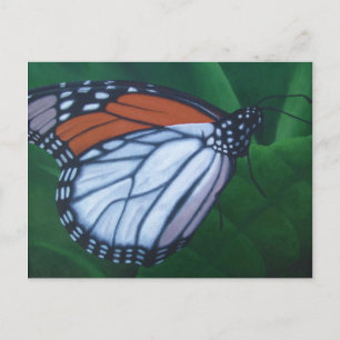Monarch-vykort Vykort