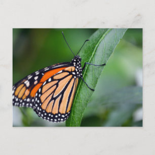 Monarch-vykort Vykort