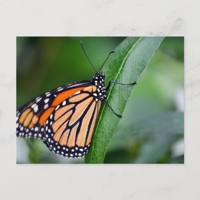 Monarch-vykort Vykort (Framsida)