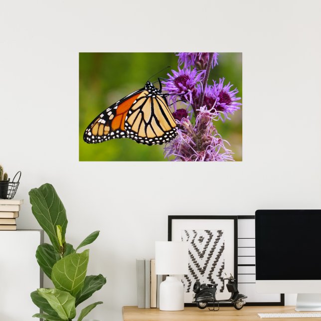 Monarchfjäril på Liatris Poster (Hemmakontoret)