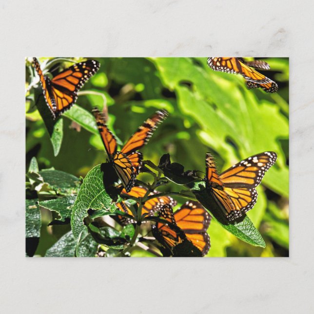 Monarchs Vykort (Framsida)