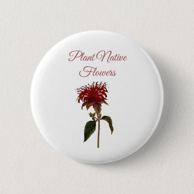 Monarda Växt Inhemska Blommor Knapp (Framsida)