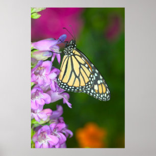 Monark Danaus Plexippus Poster