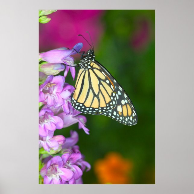 Monark | Danaus Plexippus Poster (Framsidan)