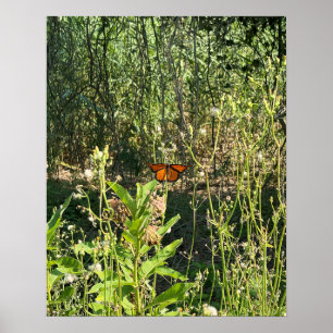 Monark fjäril Fotoaffisch Poster