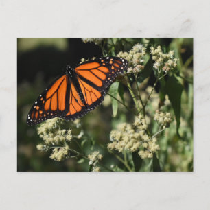 Monark Fjäril i Orange och Svart Naturfotografi Vykort