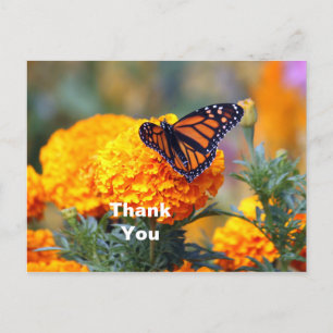 Monark fjäril Marigold Foto Tack Vykort