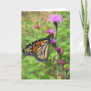 Monark/Liatris Kort