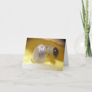 Monarken Caterpillar noterar kortet Kort