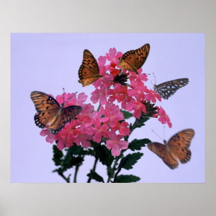 Monarker och rosa Penta Poster