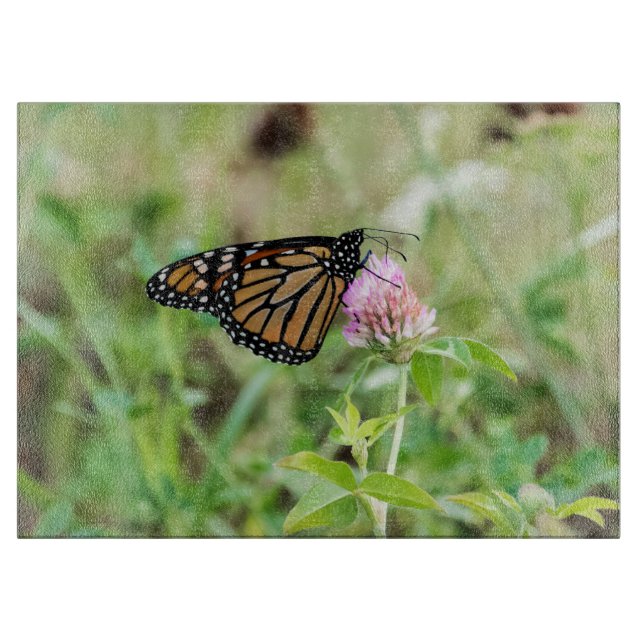 Monarkfjäril (Framsidan)