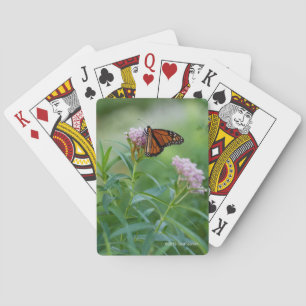 Monarkfjäril Casinokort