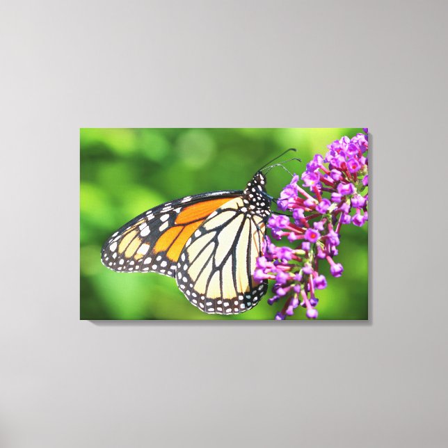 Monarkfjäril - Danaus plexippus - Hona Canvastryck (Framsida)