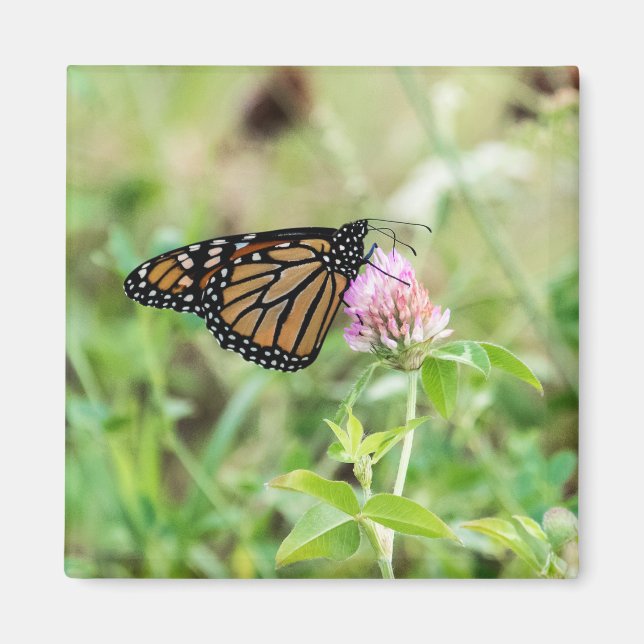 Monarkfjäril Magnet (Framsidan)