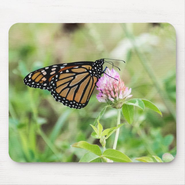 Monarkfjäril Musmatta (Framsidan)