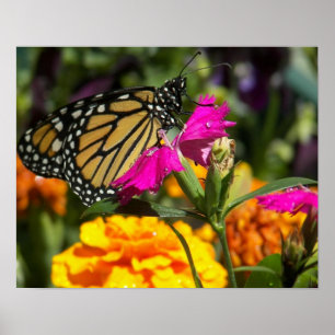 Monarkfjäril på den rosa ringblomma-affischen poster