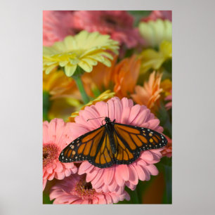 Monarkfjäril på en Gerbera Danaus Plexippus Poster