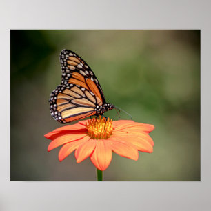 Monarkfjäril på en orange blomma poster