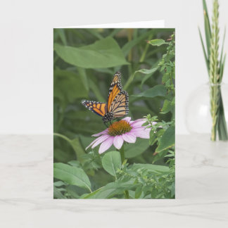 Monarkfjäril på en purpur Echinacea, NYC - Kort