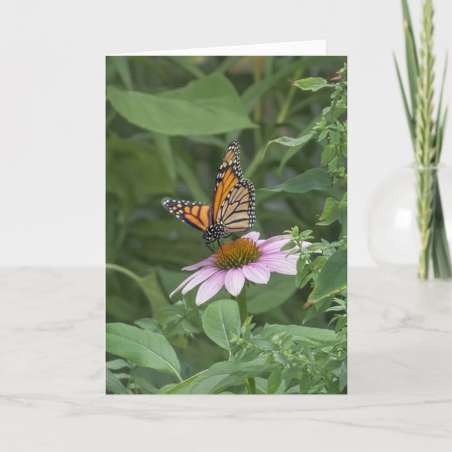 Monarkfjäril på en purpur Echinacea, NYC -  Kort (Framsida)
