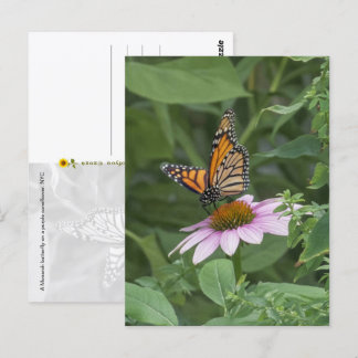 Monarkfjäril på en purpurfärgade konblomma, NYC - Vykort