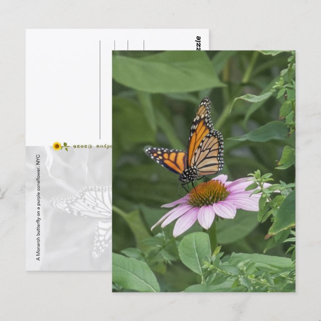 Monarkfjäril på en purpurfärgade konblomma, NYC  - Vykort (Fram/baksida)