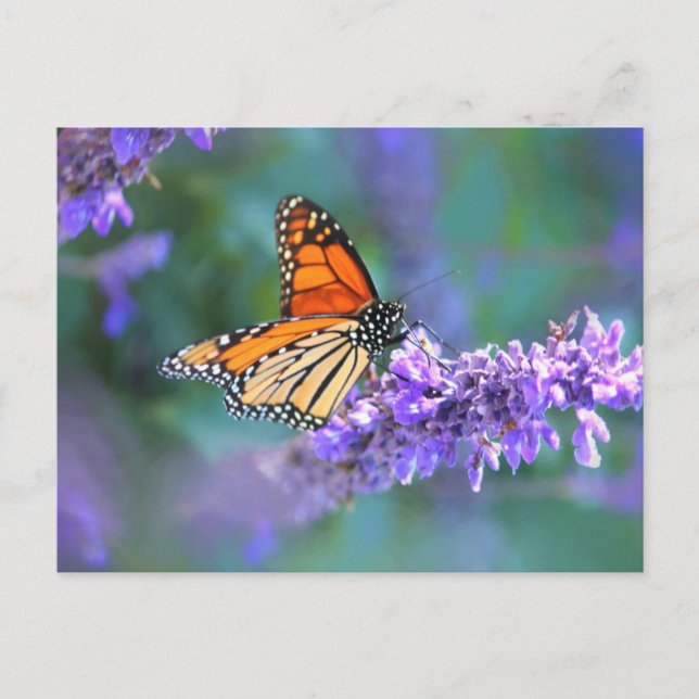 Monarkfjäril på lila syrenblomma vykort (Framsida)