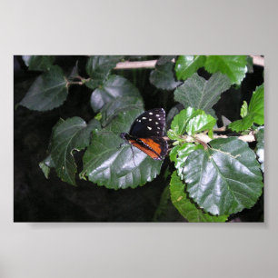 Monarkfjäril Poster
