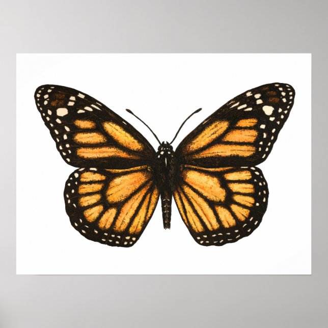 Monarkfjäril Poster (Framsidan)