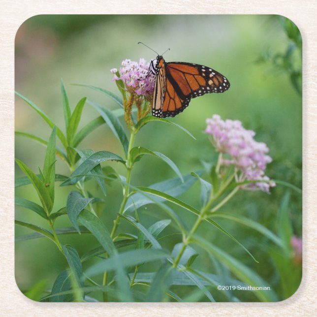 Monarkfjäril Underlägg Papper Kvadrat (Framsidan)