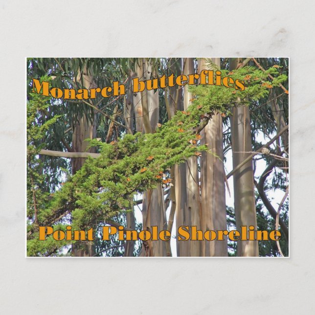 Monarkfjärilar vid Point Pinole - vykort (Framsida)