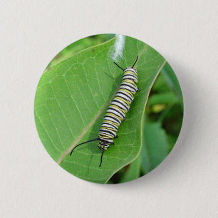 Monarkfjärilscaterpillar Knapp