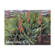 Moneterey Fläkt Aloe Plicatilis-postkort